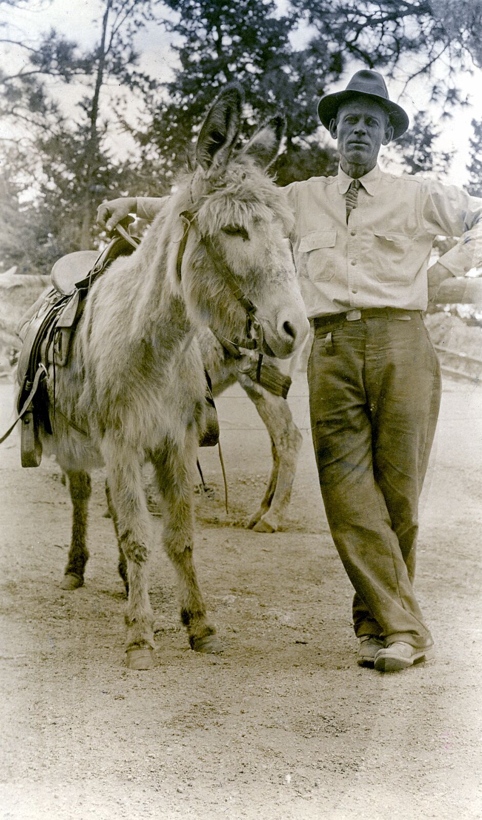 Fred Barr Standing with Mule.tif